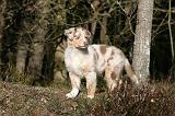 BERGER AUSTRALIEN PUPPIES 634